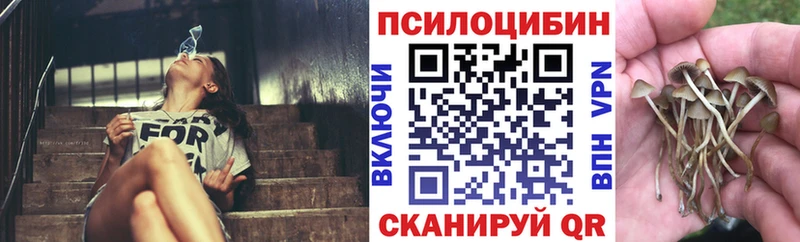 мега ссылки  Чистополь  Псилоцибиновые грибы Psilocybe 